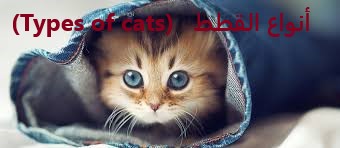 أنواع القطط   (Types of cats)||||||||||أنواع القطط   (Types of cats)||أنواع القطط   (Types of cats)||أنواع القطط   (Types of cats)||||أنواع القطط   (Types of cats)||أنواع القطط   (Types of cats)||أنواع القطط   (Types of cats)