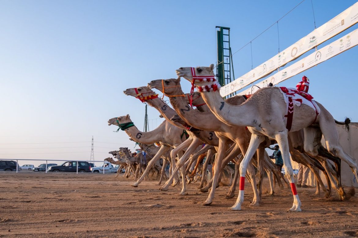 ||الجمهورية أونلاين  algomhuriaonline  الهجن  انواع الهجن  تدريب الهجن  سباقات الهجن  الإبل  الجمال العربية||||||||