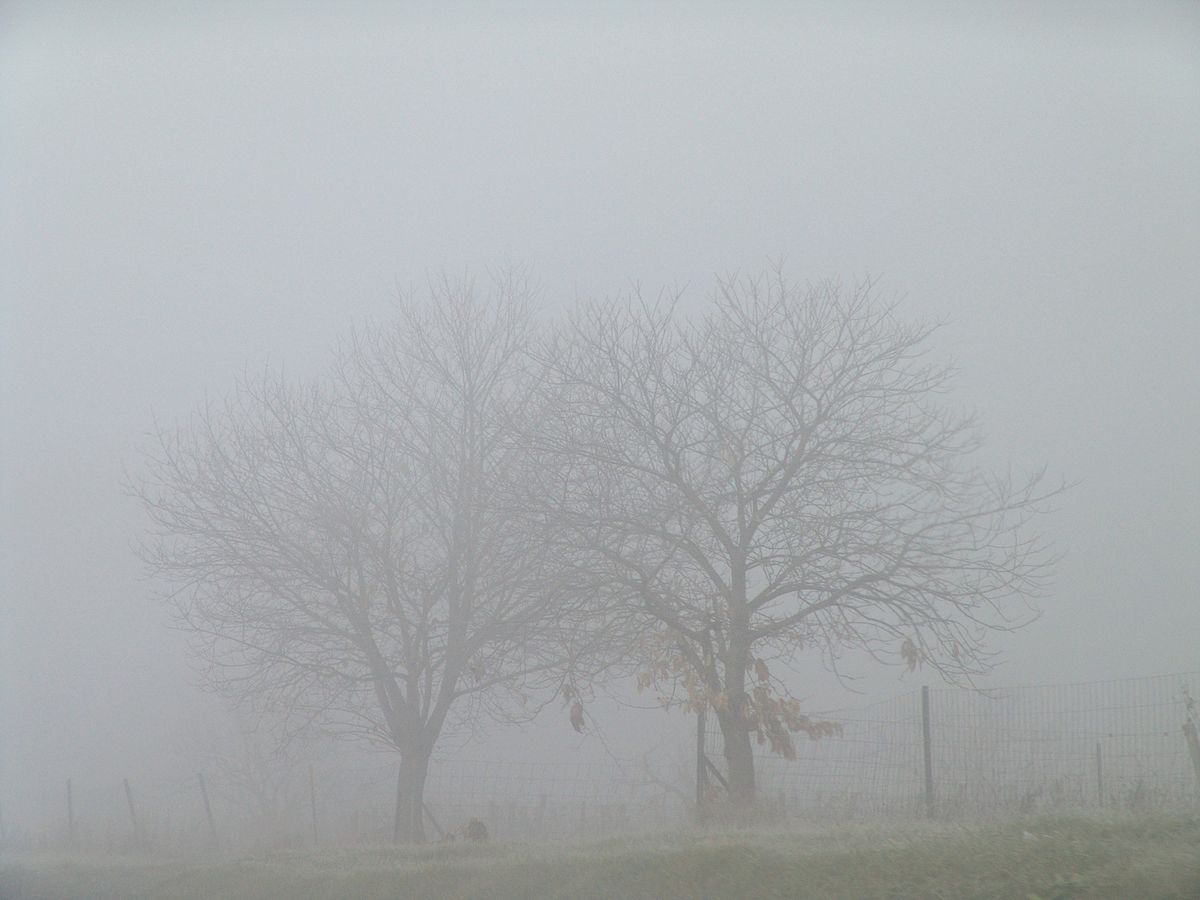 1200px-TreesInTheFog