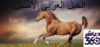 الخيل العربي الأصيل ||||||||||||||||||||||الخيل العربي الأصيل ||الخيل العربي الأصيل ||الخيل العربي الأصيل ||الخيل العربي الأصيل ||الخيل العربي الأصيل ||الخيل العربي الأصيل ||الخيل العربي الأصيل ||الخيل العربي الأصيل ||الخيل العربي الأصيل ||الخيل العربي الأصيل 