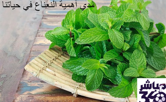 مدي أهمية النعناع في حياتنا ||مدي أهمية النعناع في حياتنا||مدي أهمية النعناع في حياتنا||مدي أهمية النعناع في حياتنا||||||||||||||||مدي أهمية النعناع في حياتنا ||مدي أهمية النعناع في حياتنا ||مدي أهمية النعناع في حياتنا ||مدي أهمية النعناع في حياتنا ||||||مدي أهمية النعناع في حياتنا ||مدي أهمية النعناع في حياتنا ||مدي أهمية النعناع في حياتنا ||مدي أهمية النعناع في حياتنا ||مدي أهمية النعناع في حياتنا ||مدي أهمية النعناع في حياتنا ||مدي أهمية النعناع في حياتنا ||مدي أهمية النعناع في حياتنا 