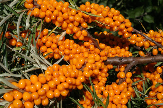 ||berries of sea-buckthorn on a wooden table, sea buckthorn oil||||فوائد النبق..الحليف الطبيعي لجسم الإنسان