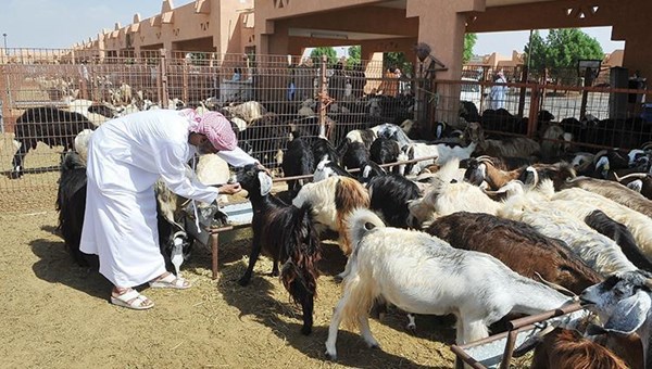 مواشي||image-97845-offering-sacrifice-eid-al-adha-close-up-portrait-white-she-thumbnail