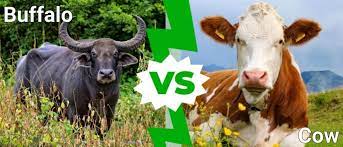 فهم الفارق بين البقر والجاموس||||||||||فهم الفارق بين البقر والجاموس||فهم الفارق بين البقر والجاموس||فهم الفارق بين البقر والجاموس||فهم الفارق بين البقر والجاموس