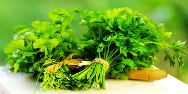 ||||Coriander Leaves And Seeds - Cilantro - Fresh coriander leaves and dried seeds