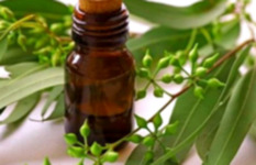 زيت الكافور