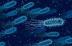 جرثومة المعدة